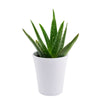 Calm Recollections Aloe Vera Plant from Monthly Sommelier USA - Plant Gift - USA Delivery