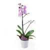 Floral Treasures Exotic Orchid Plant from Monthly Sommelier USA - Plant Gift - USA Delivery