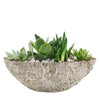 Nature's Own Succulent Garden from Monthly Sommelier USA - Plant Gift - USA Delivery