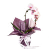 Orchid and Planter from Monthly Sommelier USA - Plant GIft - USA Delivery