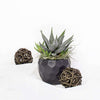 Petite Potted Succulent from Monthly Sommelier USA - Plant Gift - USA Delivery