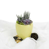 Potted Succulent Arrangement from Monthly Sommelier USA - Plant GIft - USA Delivery