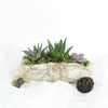 Succulent Rock Garden from Monthly Sommelier USA - Plant Gift - USA Delivery