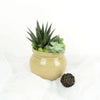 Succulent Trio Potted Arrangement from Monthly Sommelier USA - Plant Gift - USA Delivery