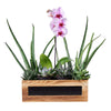 Succulent & Orchid Gift Arrangement from Monthly Sommelier USA - Plant Gift - USA Delivery