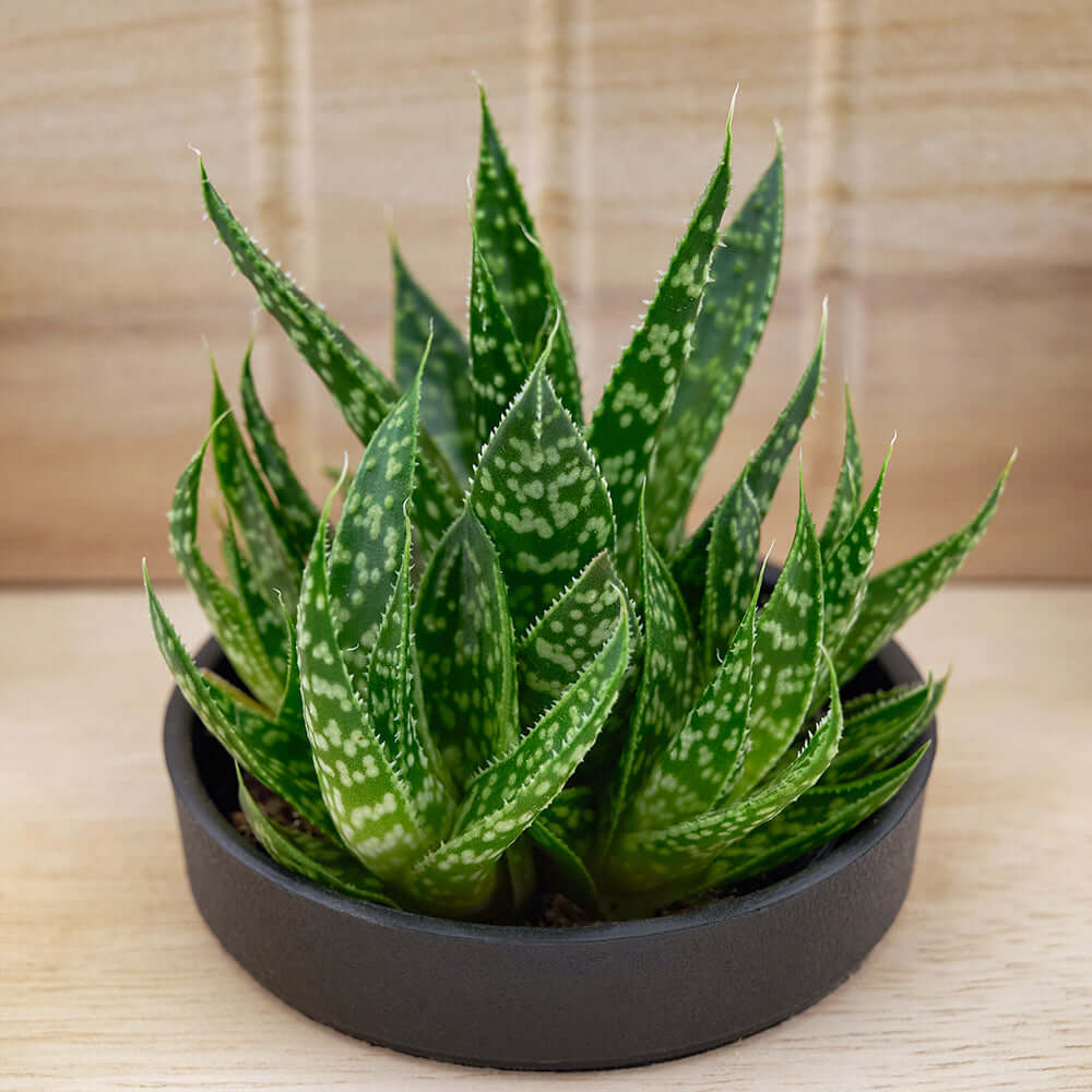 Butterfly Planter Chair Arrangement, Charming rustic wooden planter chair adorned with a delightful potted succulent. Plant Gifts from Monthly Sommelier USA - Same Day USA Delivery.