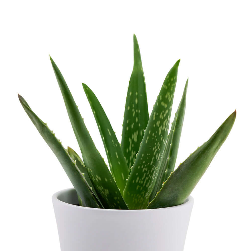 Calm Recollections Aloe Vera Plant. Aloe Vera plant comes in a white ceramic planter. Plant Gifts from Monthly Sommelier USA - Same Day USA Delivery.