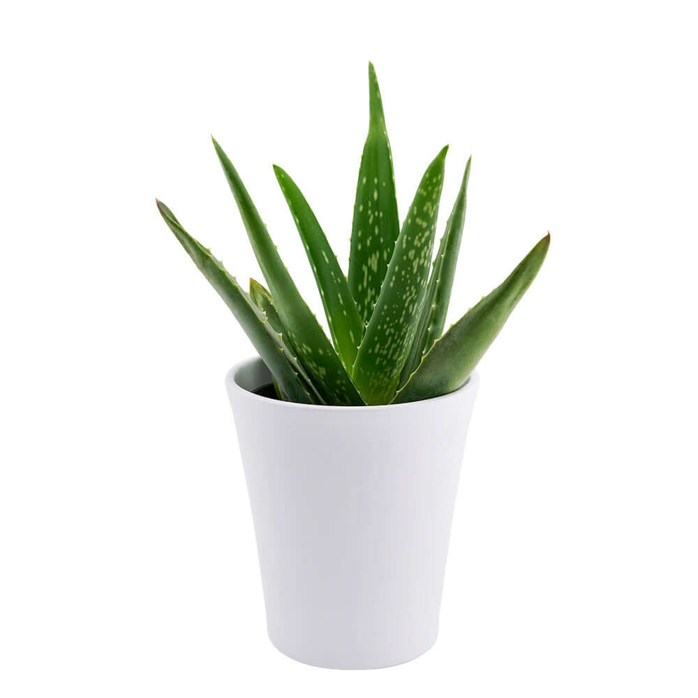 Calm Recollections Aloe Vera Plant from Monthly Sommelier USA - Plant Gift - USA Delivery