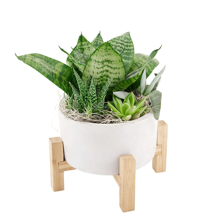 Desert Rose Succulent Arrangement from Monthly Sommelier USA - Plant Gift - USA Delivery