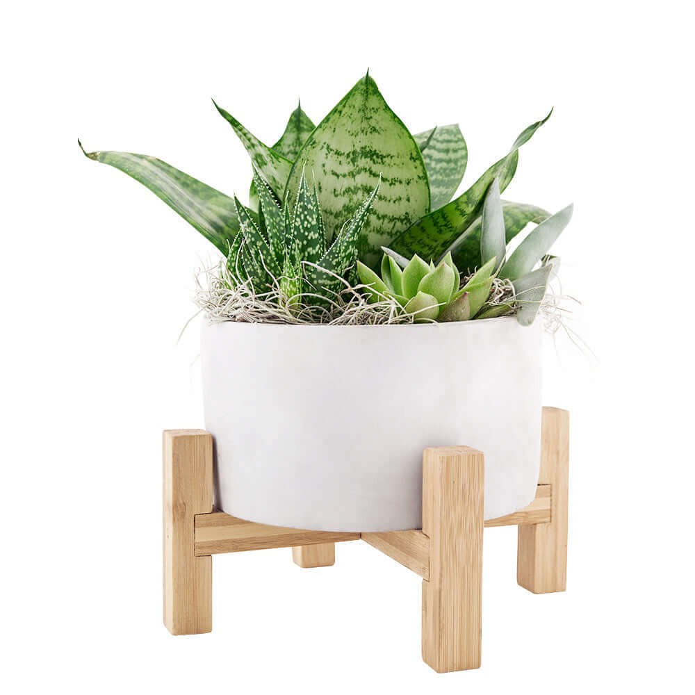 Desert Rose Succulent Arrangement. Succulents in a stylish and modern pot with other design accents. Plant Gifts from Monthly Sommelier USA - Same Day USA Delivery.