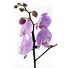 Floral Treasures Exotic Orchid Plant. USA Delivery