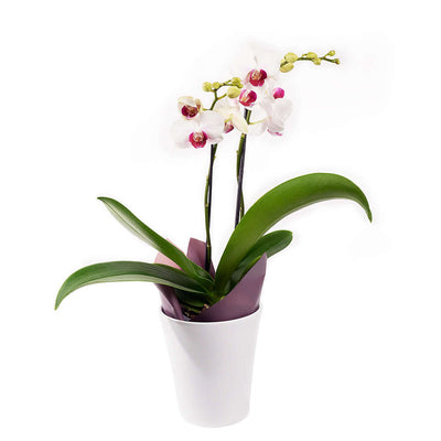 Lavish Exotic Orchid Plant from Monthly Sommelier USA - Plant Gift - USA Delivery
