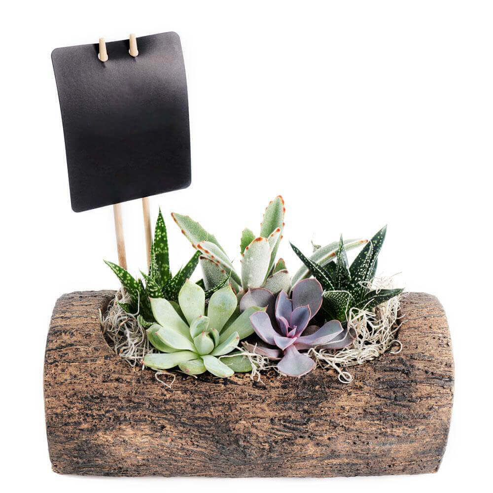 Natural Log Succulent Arrangement from Monthly Sommelier USA - Plant Gift - USA Delivery