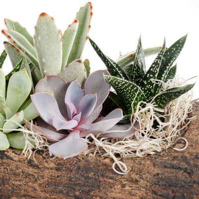 Natural Log Succulent Arrangement. Assorted hearty succulent plants in a log-shaped planter pot and other design elements. A natural and sweet design. Plant Gifts from Monthly Sommelier USA - Same Day USA Delivery.