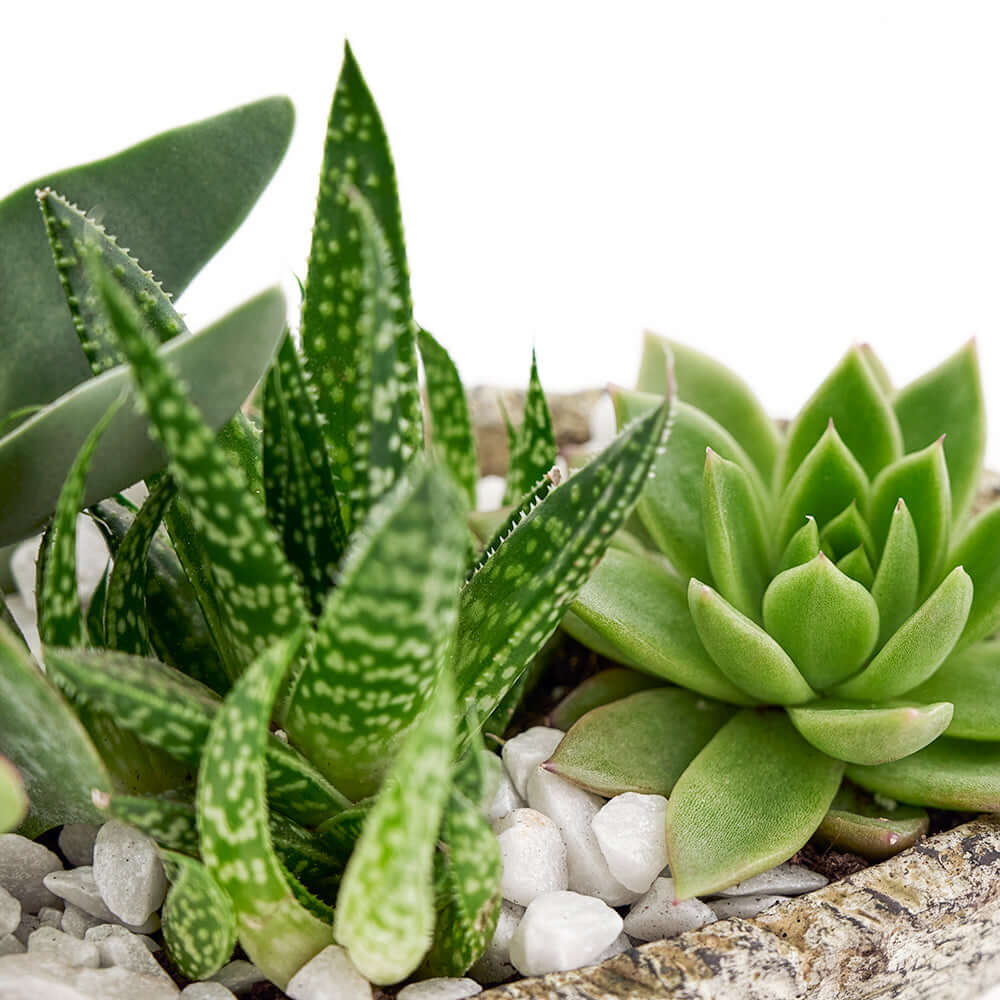 Nature's Own Succulent Garden. Beautiful mix of succulents in various hues, placed in an artistic planter. Plant Gifts from Monthly Sommelier USA - Same Day USA Delivery.