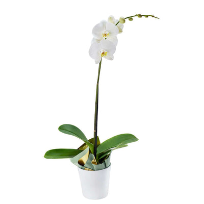 Pure & Simple Exotic Orchid Plant from Monthly Sommelier USA - Plant Gift - USA Delivery