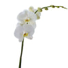 Pure & Simple Exotic Orchid Plant. White orchid in a white ceramic planter with a support system to keep the flowers upright. Orchid Gifts from Monthly Sommelier USA - Same Day USA Delivery.